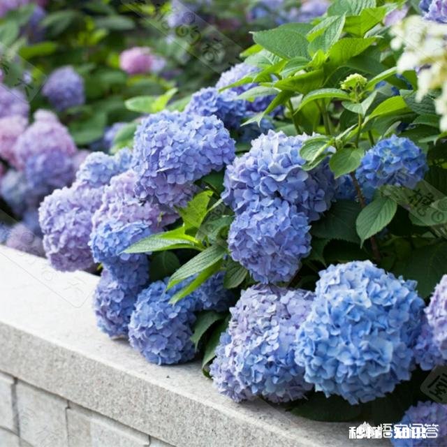 绣球花为什么有的开花很晚