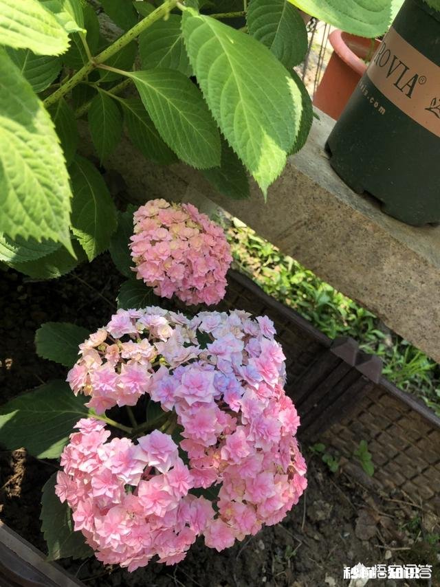 绣球花为什么有的开花很晚