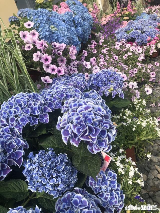 绣球花为什么有的开花很晚