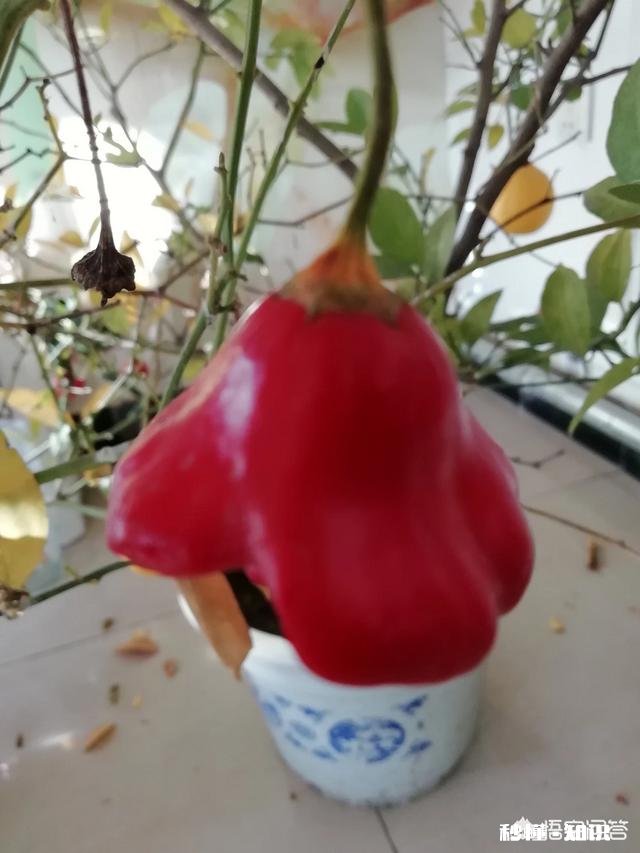 绣球花为什么有的开花很晚