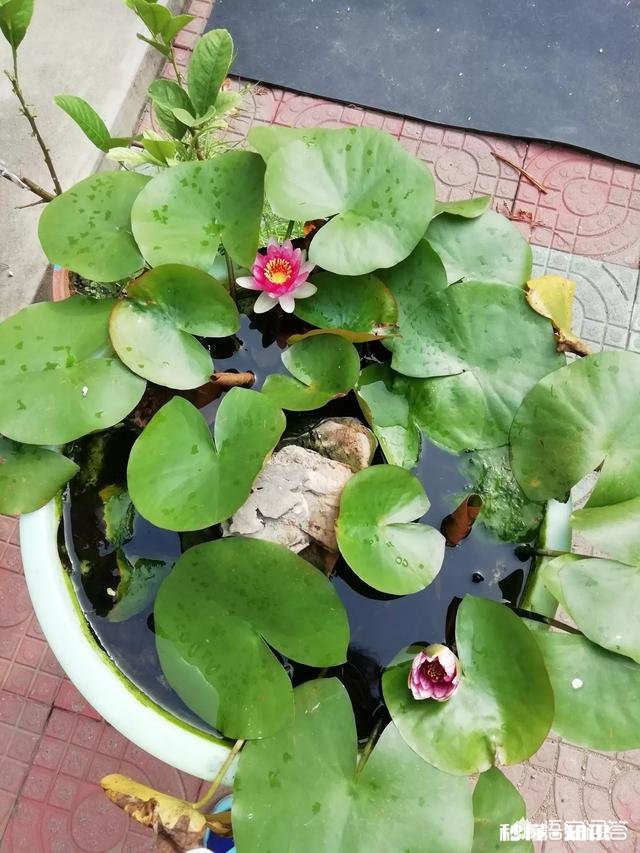 绣球花为什么有的开花很晚