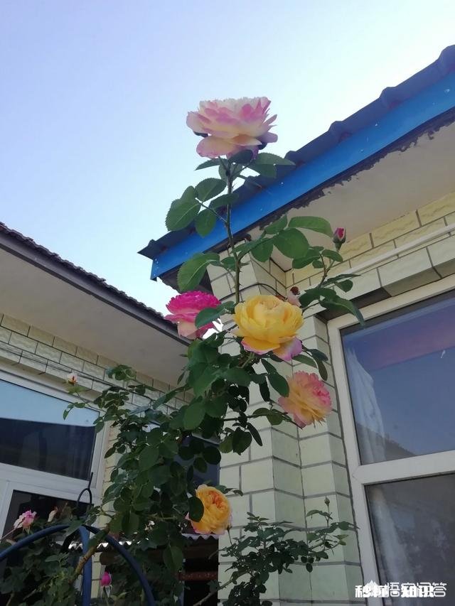 绣球花为什么有的开花很晚