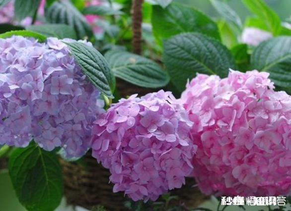 绣球花为什么有的开花很晚