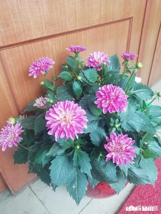 绣球花为什么有的开花很晚