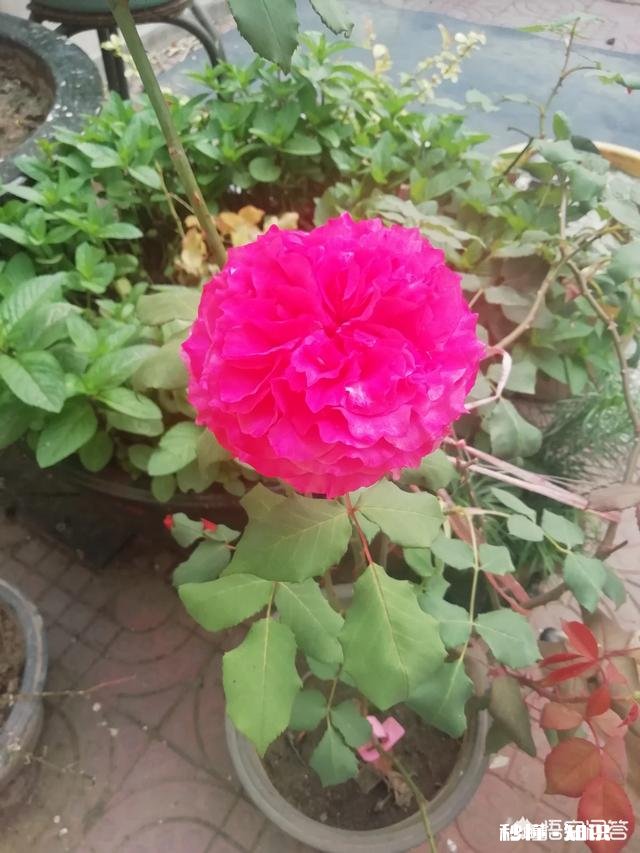 绣球花为什么有的开花很晚