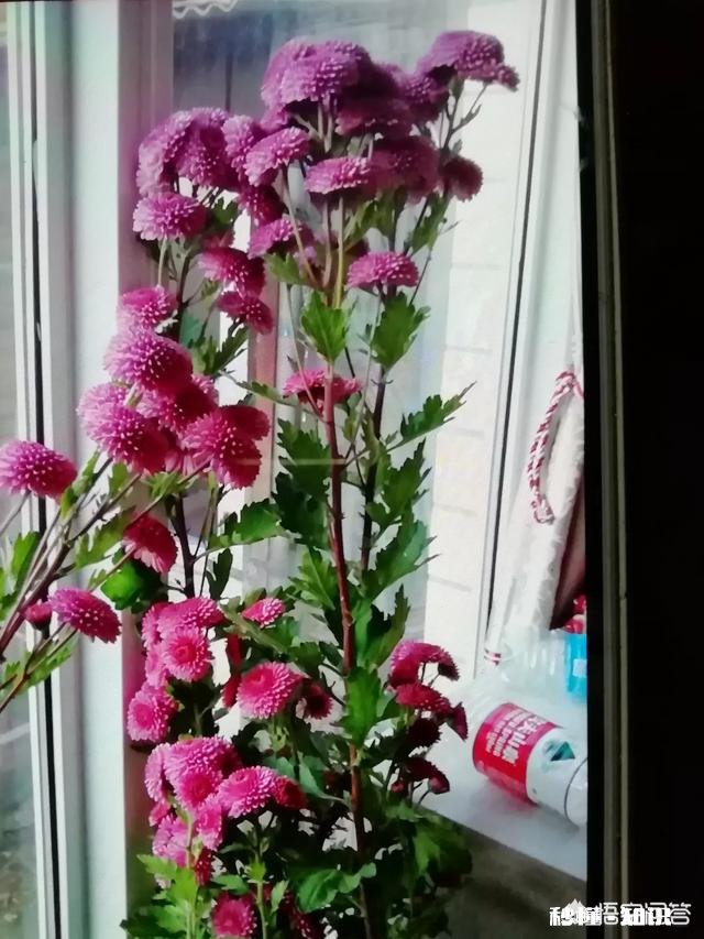 绣球花为什么有的开花很晚