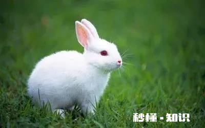 小学作文的突破点在哪些方面