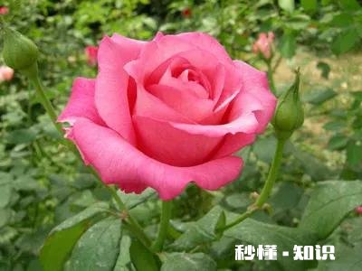 小学作文的突破点在哪些方面