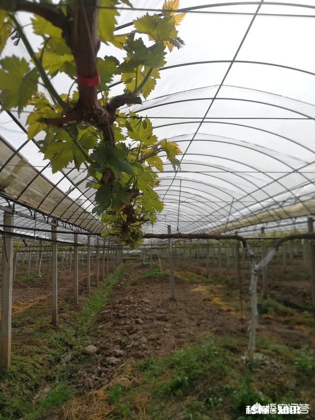 阳光玫瑰葡萄如何做到标准化生产