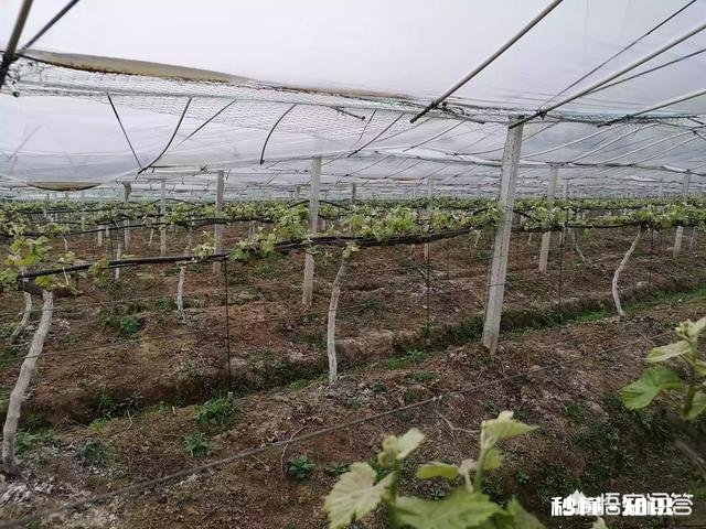 阳光玫瑰葡萄如何做到标准化生产