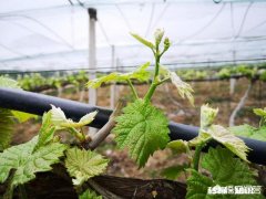 阳光玫瑰葡萄如何做到标准化生产