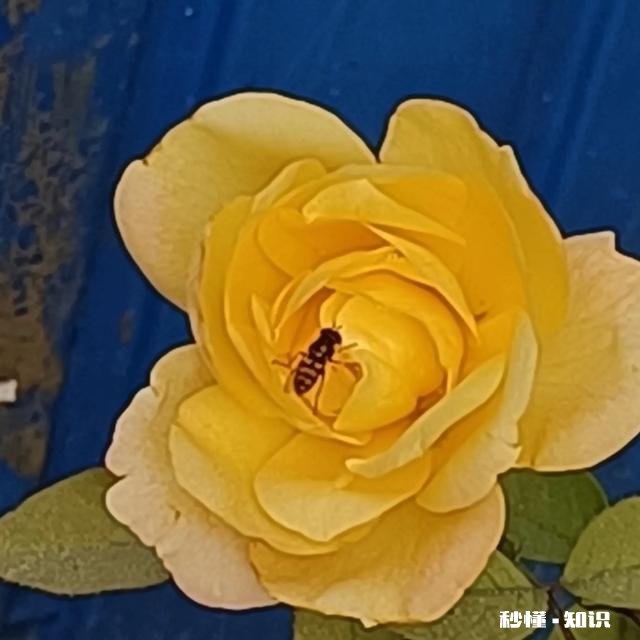 疫情防控政策优化，连花清瘟胶囊遭抢购脱销，你怎么看