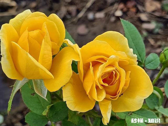 疫情防控政策优化，连花清瘟胶囊遭抢购脱销，你怎么看