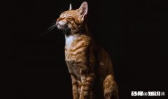 高一学生想当小说家，想用接下来的时间写小说，可行吗将来会后悔吗