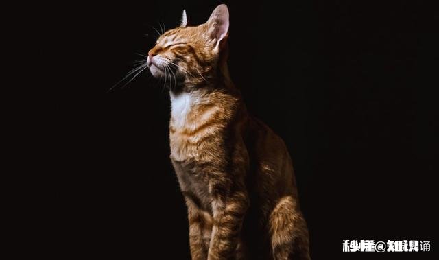 高一学生想当小说家，想用接下来的时间写小说，可行吗将来会后悔吗