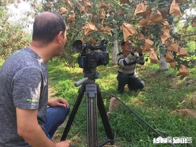 为什么生长期的水果需要套袋