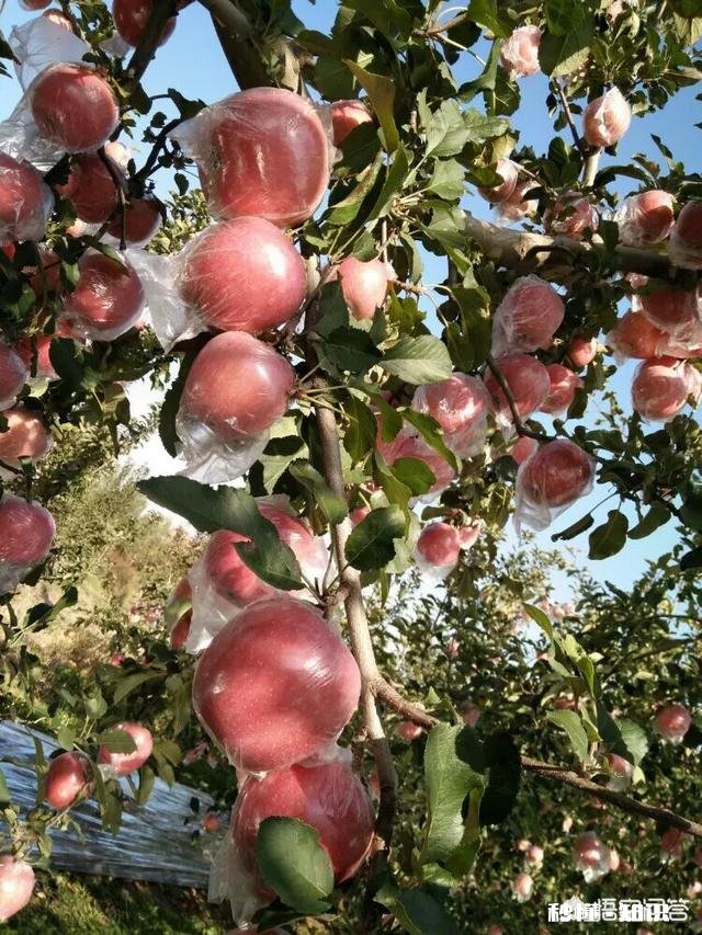 为什么生长期的水果需要套袋