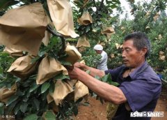 为什么生长期的水果需要套袋