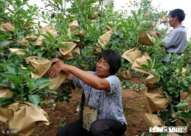 为什么生长期的水果需要套袋