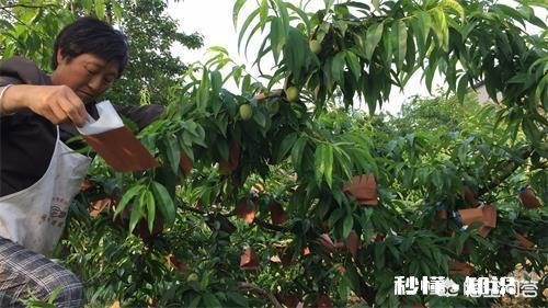 为什么生长期的水果需要套袋