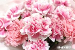 花卉修剪、整形在什么时间进行最好