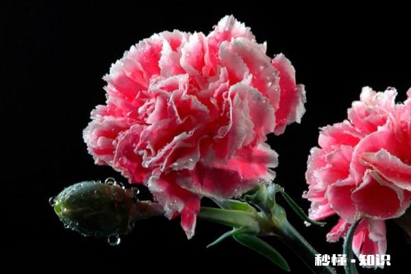 花卉修剪、整形在什么时间进行最好