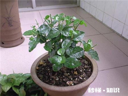 花卉修剪、整形在什么时间进行最好