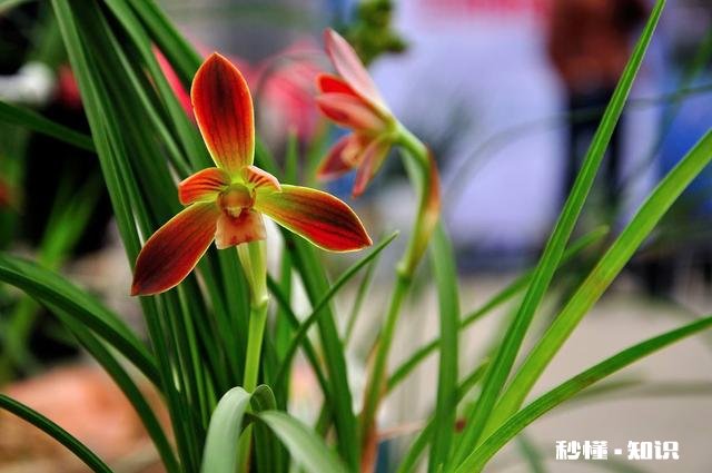 花卉修剪、整形在什么时间进行最好