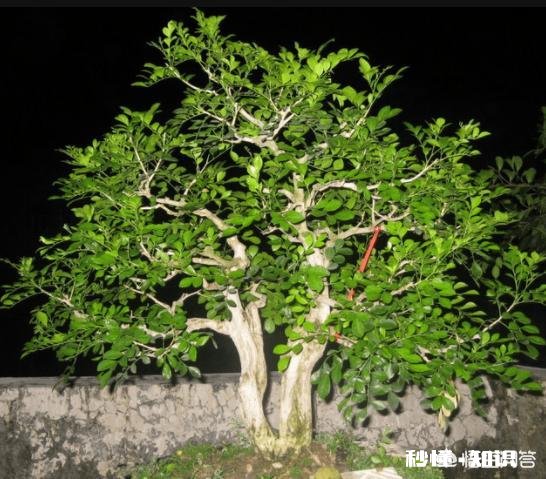 花卉修剪、整形在什么时间进行最好