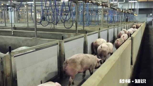 以前的猪血一夹就碎，现在的猪血不易碎而且口感很嫩，真的能吃吗