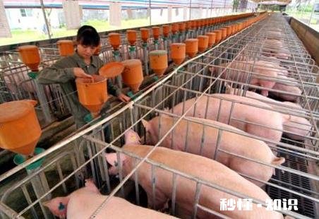 以前的猪血一夹就碎，现在的猪血不易碎而且口感很嫩，真的能吃吗