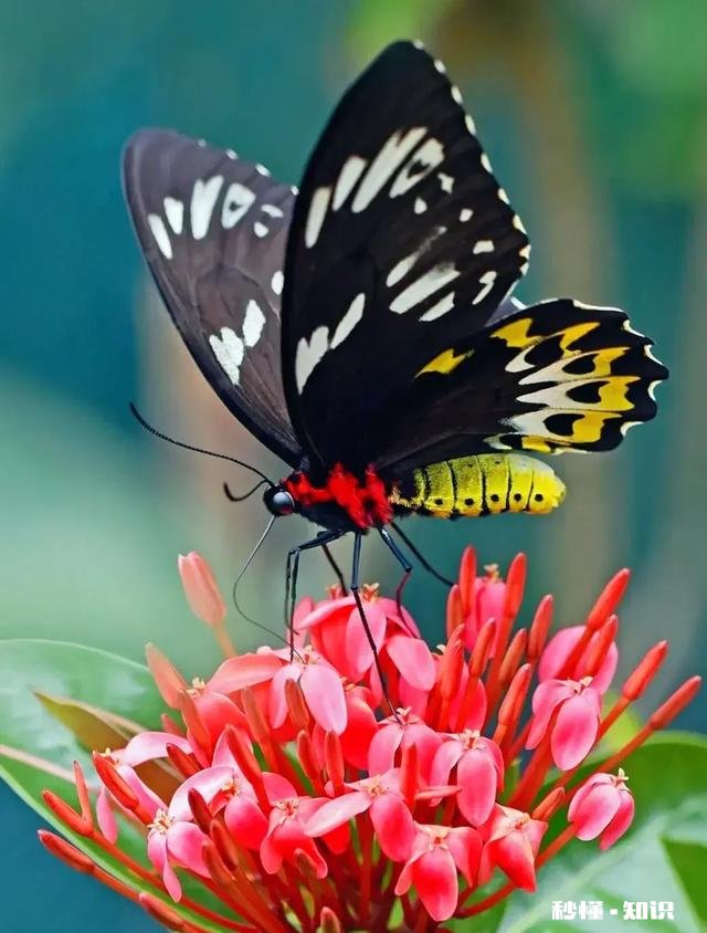 上联：菊绽桂争艳，下联如何对