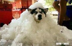 为何狗狗可以从28度室内直接去0度的室外，而人类则需要加衣服