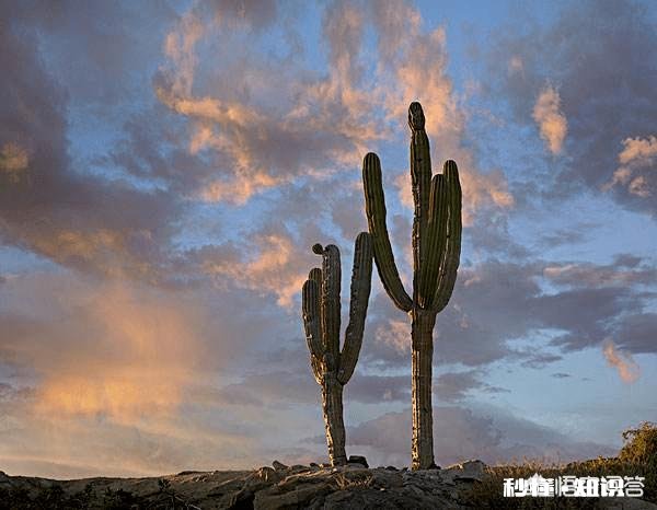 大家怎么看《乘风破浪的姐姐》