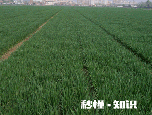 为什么一些地方农产品在产地价格低,不好卖,一进城价格却变贵了