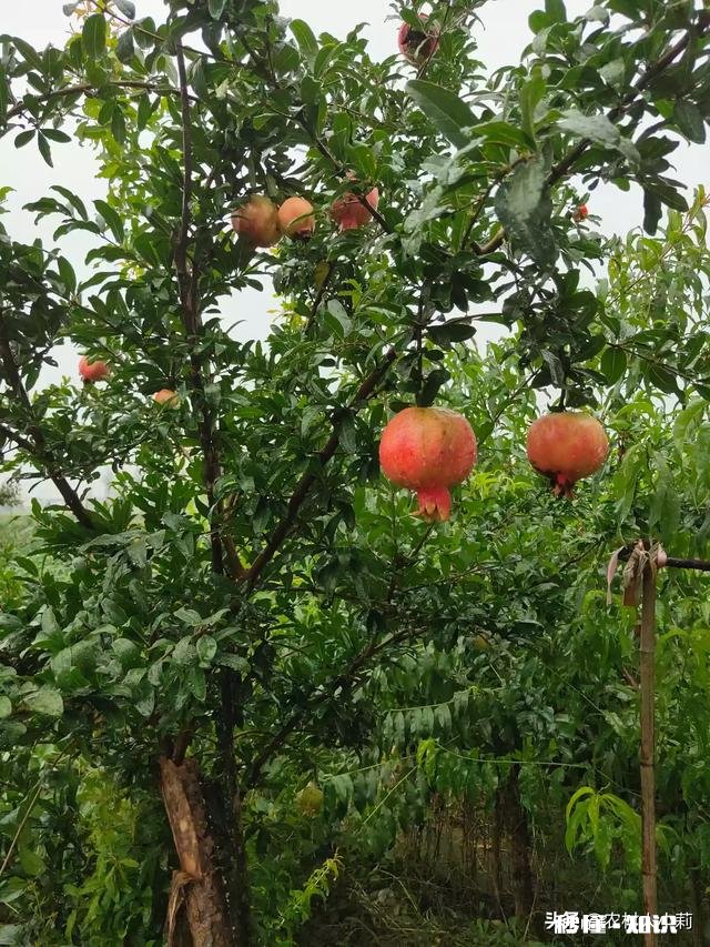 为什么一些地方农产品在产地价格低,不好卖,一进城价格却变贵了