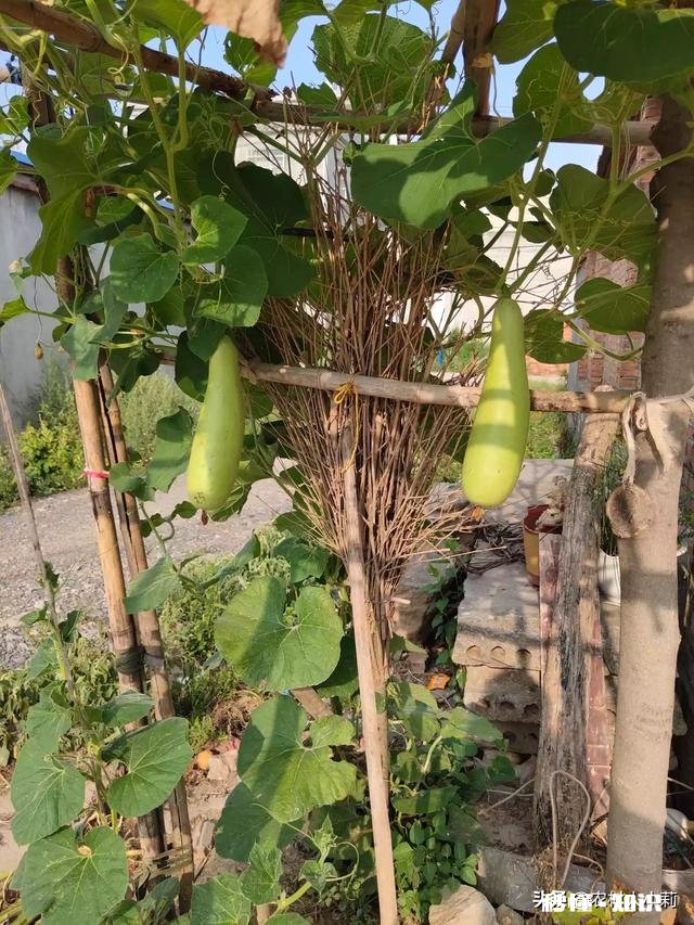 为什么一些地方农产品在产地价格低,不好卖,一进城价格却变贵了