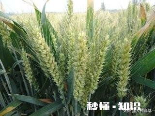 为什么一些地方农产品在产地价格低,不好卖,一进城价格却变贵了