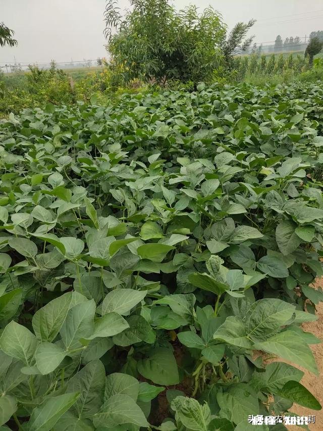 为什么一些地方农产品在产地价格低,不好卖,一进城价格却变贵了