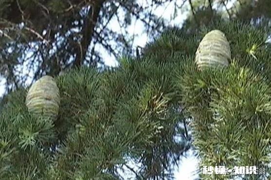 大杨树最怕什么药