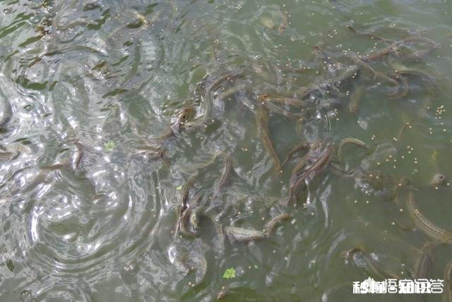 养殖泥鳅的利润高不高