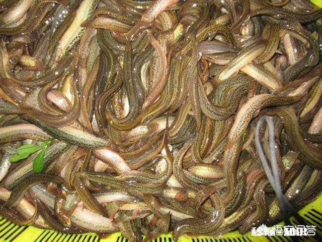 养殖泥鳅的利润高不高