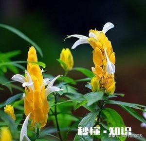 黄金塔夏天可以换盆吗