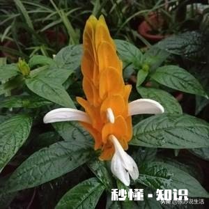 黄金塔夏天可以换盆吗