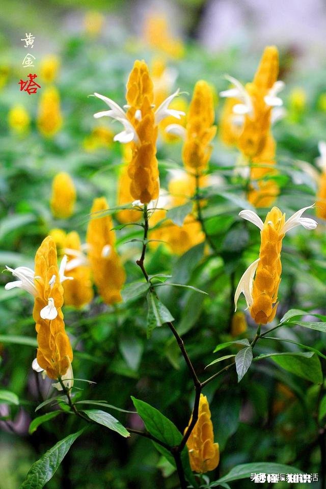 黄金塔夏天可以换盆吗