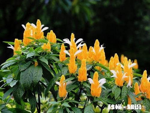 黄金塔夏天可以换盆吗