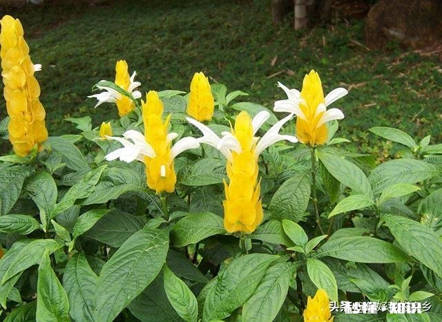 黄金塔夏天可以换盆吗