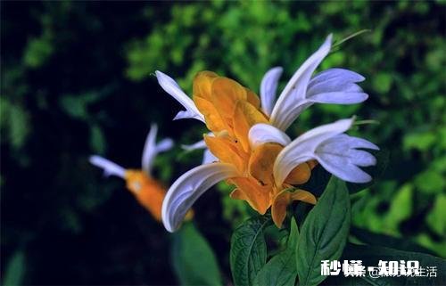 黄金塔夏天可以换盆吗