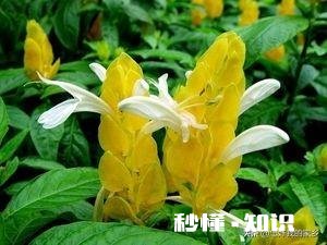 黄金塔夏天可以换盆吗