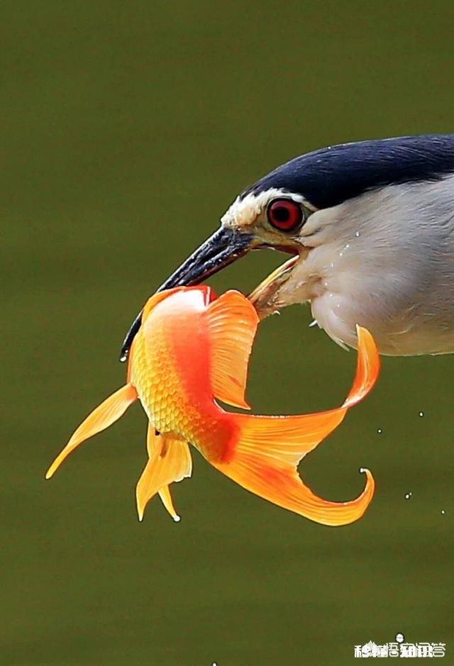 详见下图 网上有摄影师讲一年能拍20万张左右照片你怎么认为